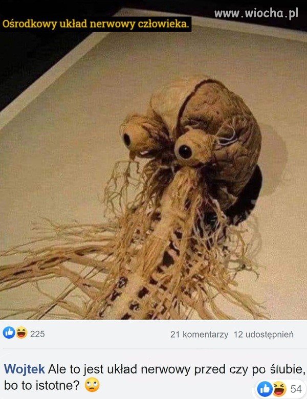 Układ nerwowy człowieka