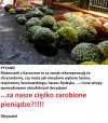 Proste pytanie