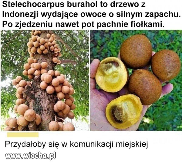 Drzewo   