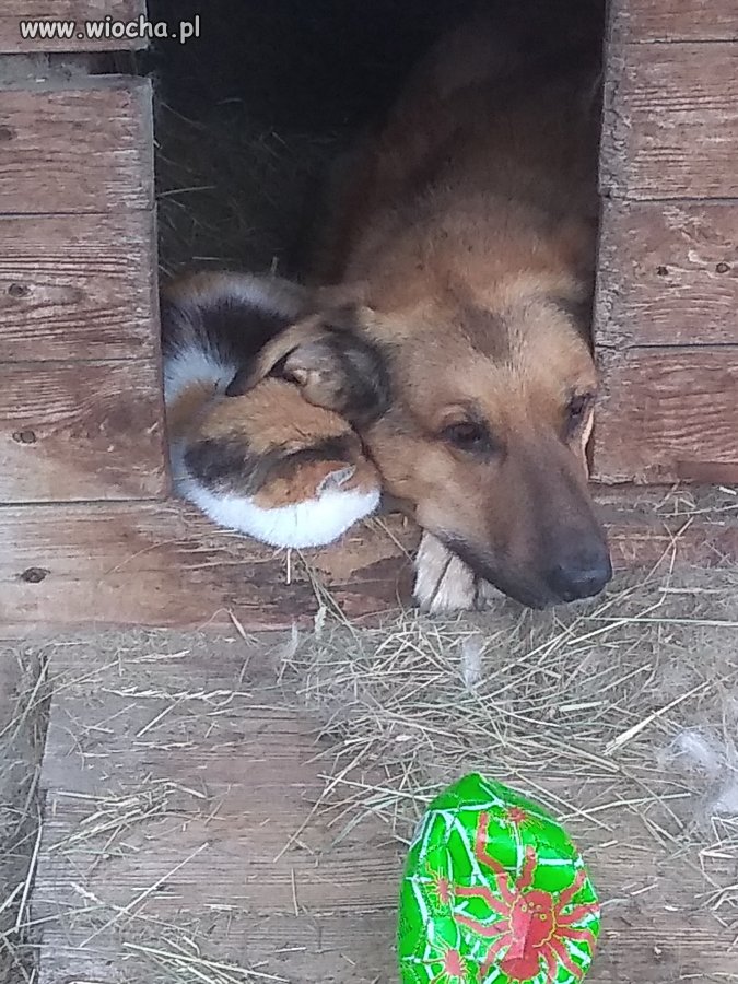 To jest przyjaźń