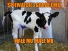 Kolędowo