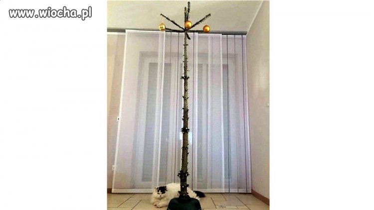 Choinka dla właścicieli kotów...