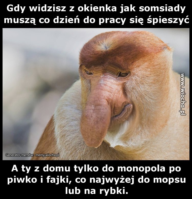 Gdy widzisz z okienka jak somsiady muszą co dzień