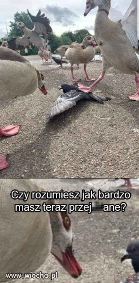 Ma teraz przechlapane 
