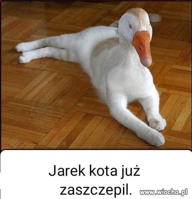 Kot Jarka