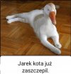 Kot Jarka
