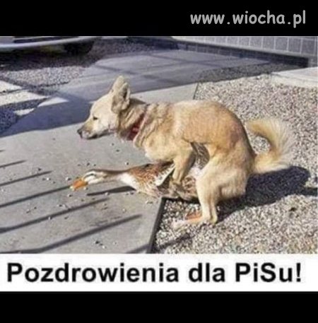 Heheszki