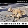 Heheszki