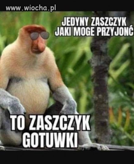 Zaszczyk