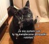 Świąteczne porządki 