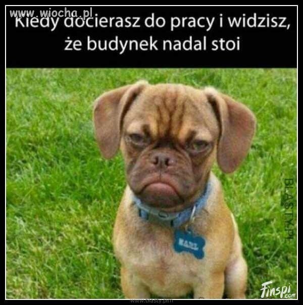 Na poprawę humoru