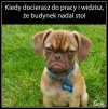 Na poprawę humoru
