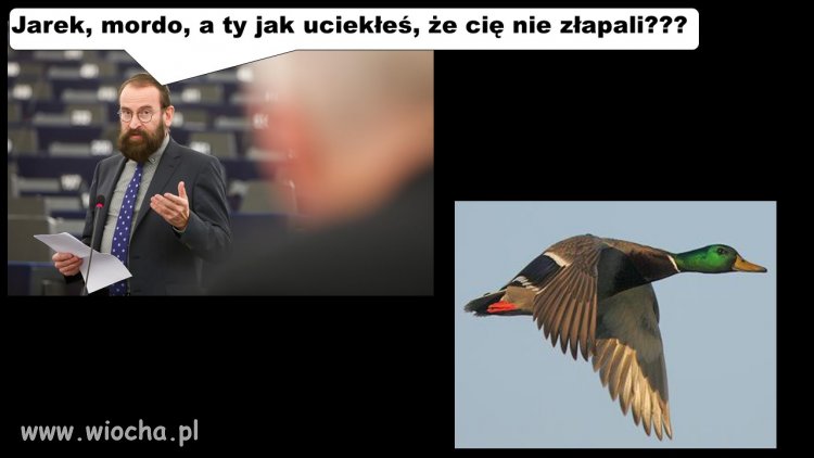 Gdyby Szajer miał