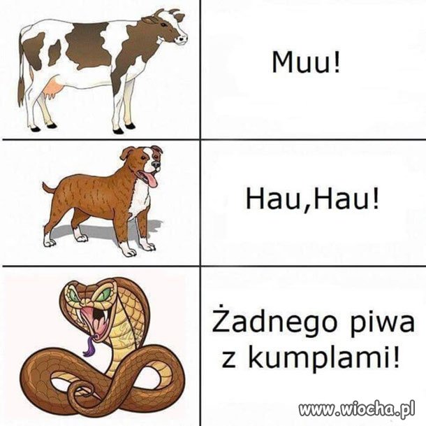 Język zwierząt 