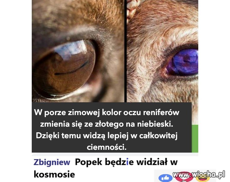 A to ciekawe...   