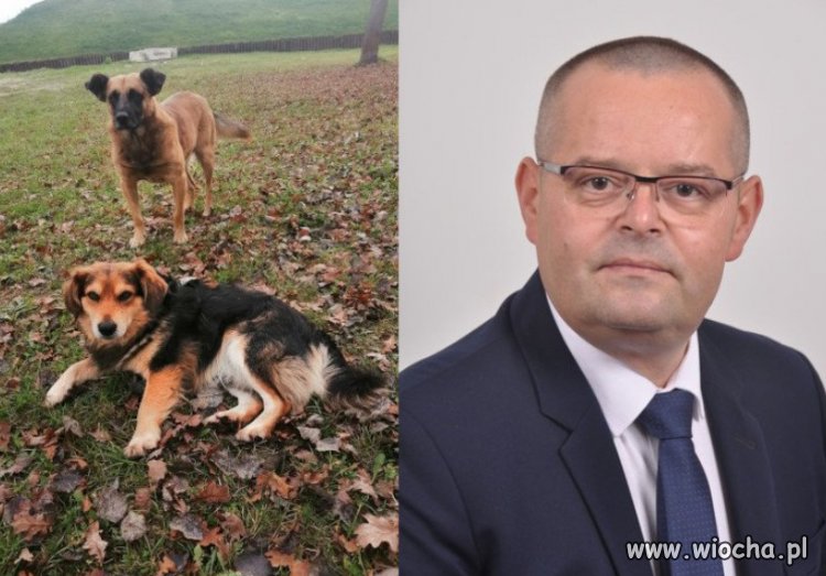 Urzędnik zniszczył budy bezdomnych psów, zwierzaki zaginęły.