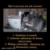 Rok szczura