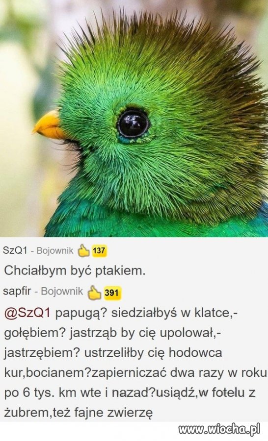 Ptak jaki jest każdy widzi