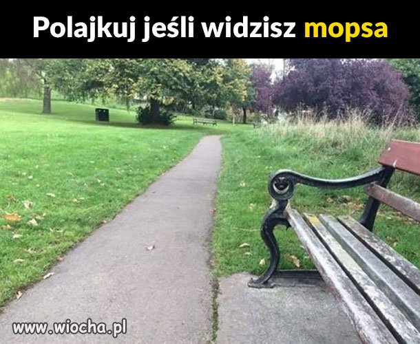 Bystre oko 