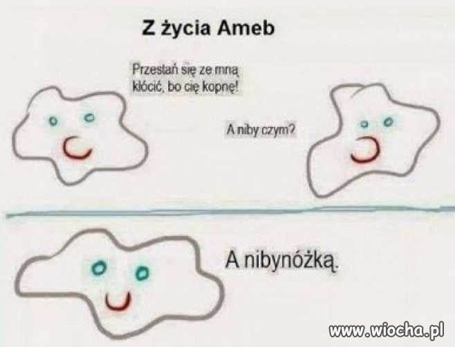 Z życia ameb...   