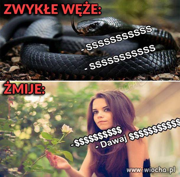 Dwa gatunki 