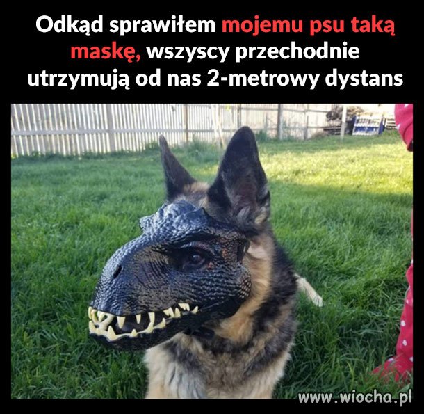 Mój pies też nosi maseczkę 