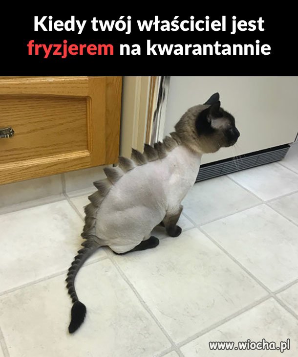 Moja pani jest idio...