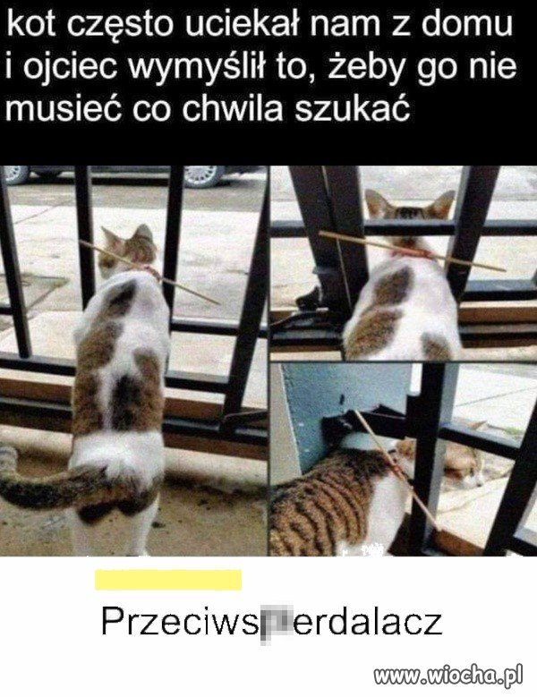 Sposób na krnąbrnego kota.