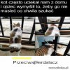 Sposób na krnąbrnego kota.