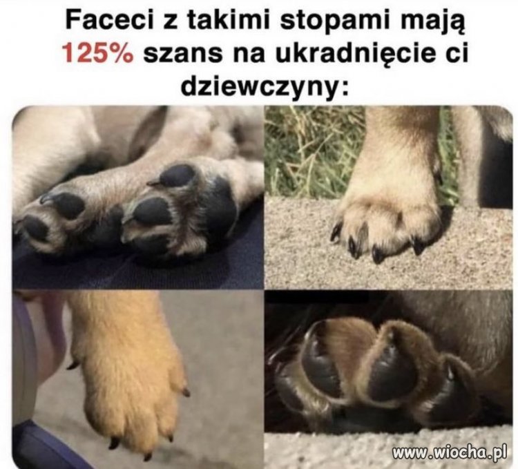 Popieram