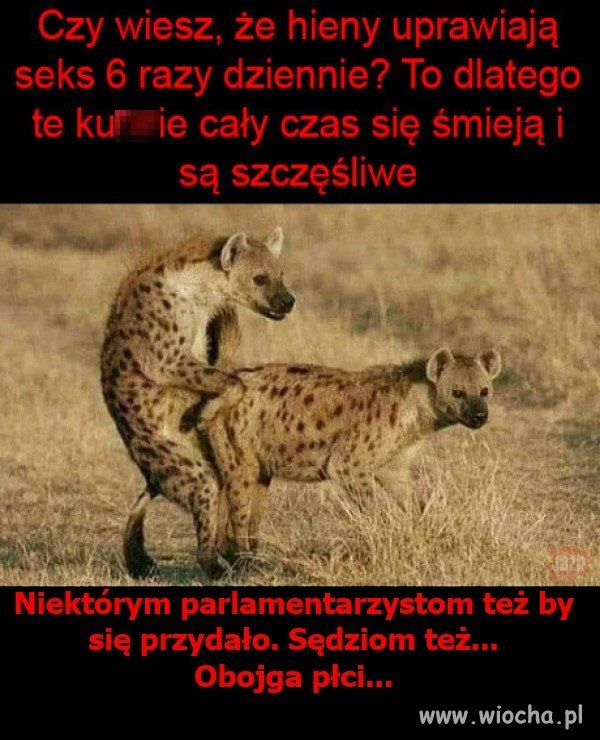 Hieny