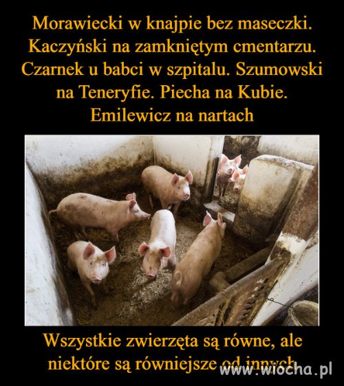 Zwierzęta hodowlane 