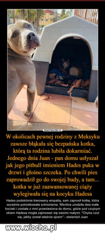 Empatia – czego zwierzęta mogą nas nauczyć?