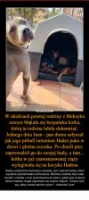 Empatia – czego zwierzęta mogą nas nauczyć?