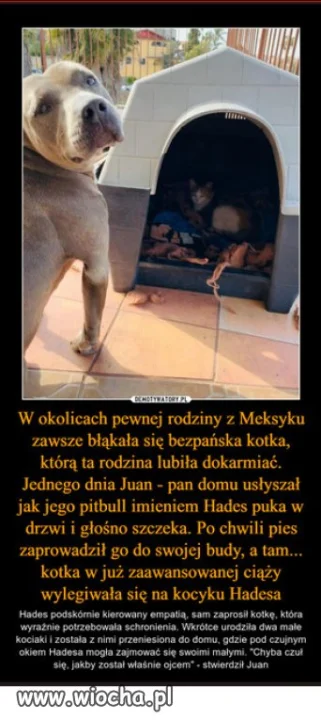 Empatia – czego zwierzęta mogą nas nauczyć?