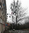 Drzewo obok budynku socjalnego na Komuny Paryskiej