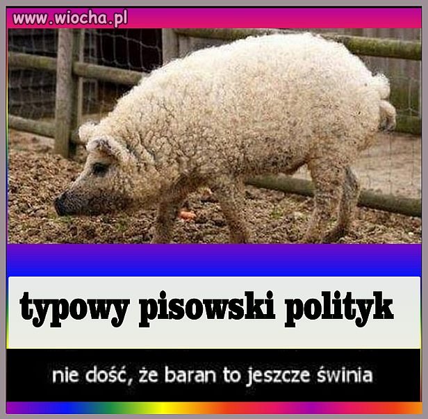 Nie tylko polityk bo i wyborca