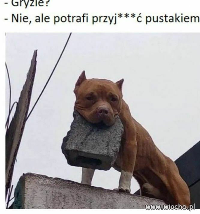 Dobry piesek