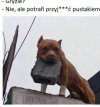 Dobry piesek