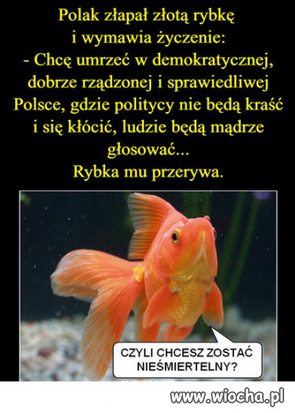 Zlota rybka o Polsce...