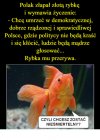 Zlota rybka o Polsce...