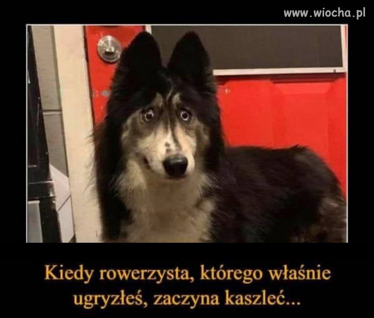 Rowerzysta