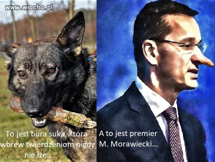 Dość kłamstw na temat burej suki.