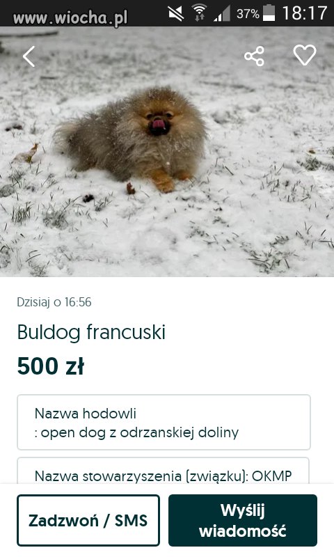 Buldog