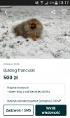 Buldog