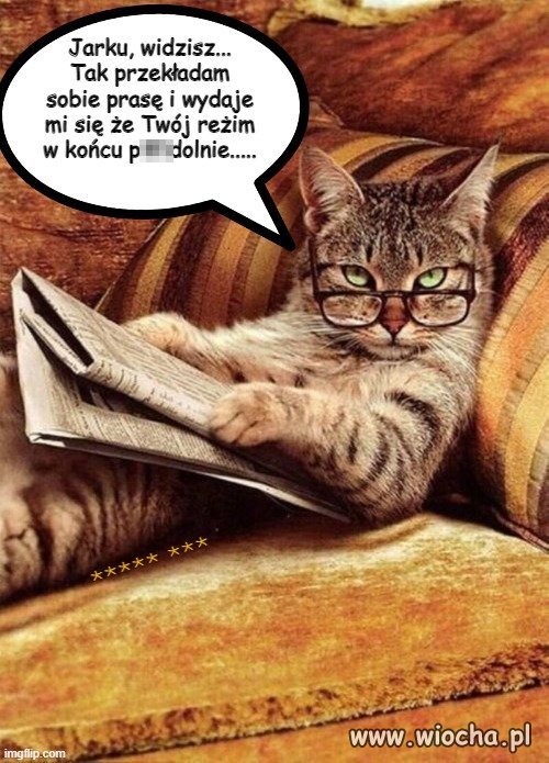Podobno koty przeczuwają