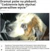 Pedofile, złodzieje, sadyści... Pewnie czarne owce