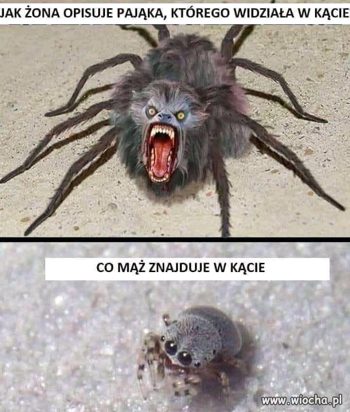 Pająki...