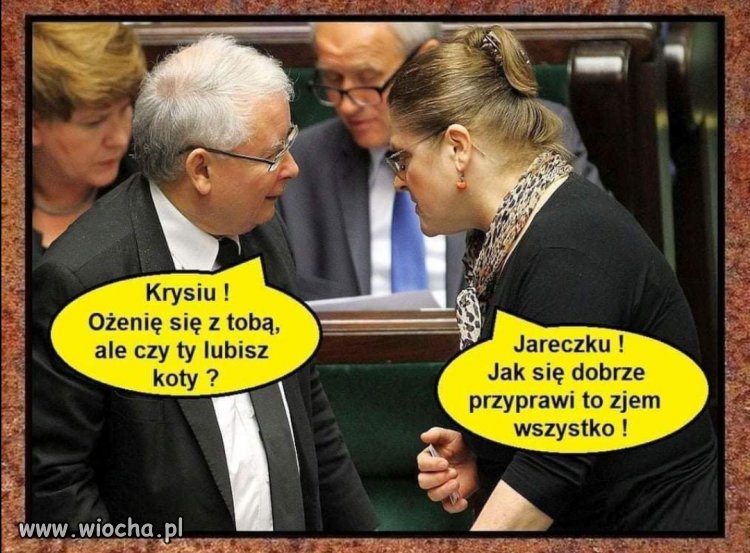 Koty? ...Tylko dobrze przyprawione 