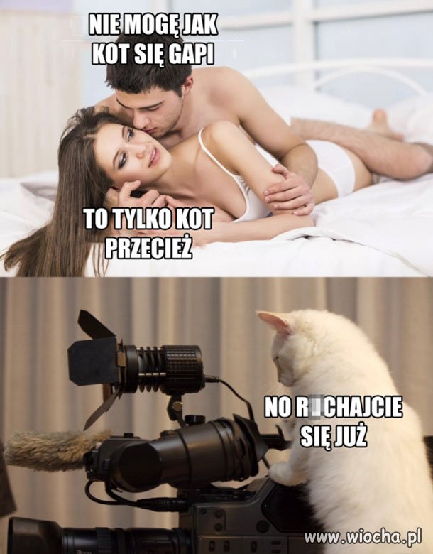 Jarkowy kot w pracy 
